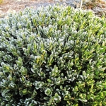 Bukszpan koreański (Buxus sinica var. insularis) 'Wintergreen' w zimowej szacie - HGN