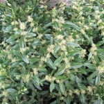 Kwitnący bukszpan zwyczajny (Buxus sempervirens) 'Salicifolia Elata' - HGN