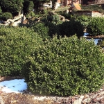 Buxus sempervirens 'Vardar Vally' 1 - TD