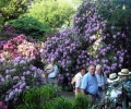 Od 24 maja do 1 czerwca w Arboretum trwa Wystawa Roślin Wrzosowatych