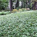 Dywany pragni syberyjskiej (Waldsteinia ternata) - HGN