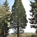 Mamutowiec olbrzymi (Sequoiadendron giganteum), 2009 rok - HGN 