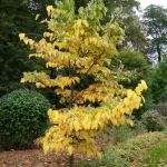 Styrak wielkolistny (Styrax obassia) - HGN