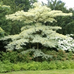 Dereń pagodowy (Cornus controversa) 'Variegata' - HGN