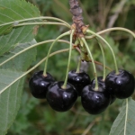 Bank genów dolnośląskiech odmian czereśni (Prunus) - HGN