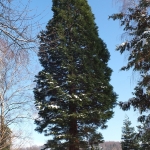 Mamutowiec olbrzymi (Sequoiadendron giganteum), 2013 rok - HGN