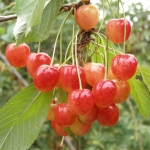 Bank genów dolnośląskiech odmian czereśni (Prunus) - HGN