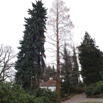 Świerk kłujący (Picea pungens) 'Fürst Bismarck' (po lewo) oraz metasekwoja chińska (Metasequoia glyptostroboides) - HGN