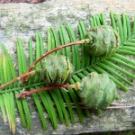 Szyszki i igły metasekwoi chińskiej (Metasequoia glyptostroboides) - HGN