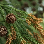 Szydlica japońska (Cryptomeria japonica) - HGN