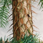 Młoda korowina kuningami lancetowatej (Cunninghamia lanceolata) -HGN