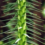Jednoroczny pęd kuningamii lancetowatej (Cunninghamia lanceolata) - HGN