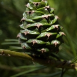 Szyszka sosny plamistokorej (Pinus bungeana) - HGN