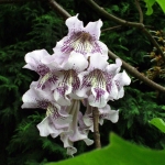 Paulownia Fargesa (Paulownia fargesii) - HGN