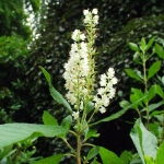 Orszelina olcholistna (Clethra alnifolia) - TN
