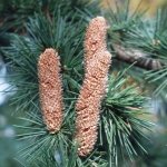 Kawiaty męskie (X) cedra tureckiego podgat. libańskiego (Cedrus libani var. stenocoma) - HGN
