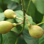 Gładkie owoce kasztanowca drobnokwiatowego (Aesculus parviflora) - HGN