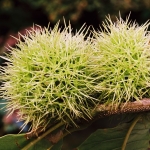 Owoce kasztana jadalnego (Castanea sativa) - HGN