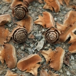 Rozpadające się szyszki cedra turecki podgat. libański (Cedrus libani var. stenocoma) - HGN