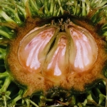 Owoce kasztana jadalnego (Castanea sativa) - HGN