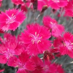 Goździk siny (Dianthus gratianopolitanus) 'Dobromierrz' - HGN