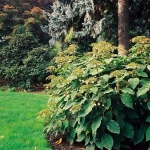 100-letnia hortensja Sargenta (H. aspera subsp. sargentiana) - HGN