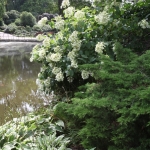 Hortensja bukietowa (H. paniculata) 'White Moth' - HGN