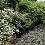 Hortensja bukietowa (Hydrangea paniculata) 'Floribunda' - HGN