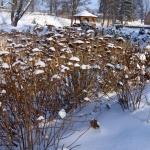 Hortensje (Hydrangea) w zimowej szacie - HGN