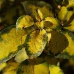 Hortensja pnąca (Hydrangea anomala subsp. petiolaris) - HGN