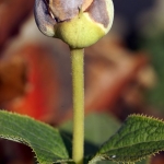 Hortensja otulona (Hydrangea involucrata) - HGN