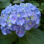 Hortensja ogrodowa (Hydrangea macrophylla) 'Goliath' - HGN