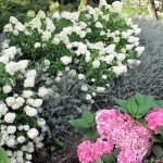 Hortensja bukietowa (Hydrangea paniculata) 'Limelight' i hortensja ogrodowa (H. macrophylla) 'Freudenstein' - HGN