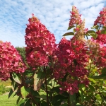 Hortensja bukietowa (Hydrangea paniculata) 'Pinky Winky' - HGN