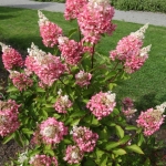 Hortensja bukietowa (Hydrangea paniculata) 'Pinky Winky' - HGN