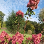 Hortensja bukietowa (Hydrangea paniculata) VANILLÉ FRAISE 'Rheny' - HGN