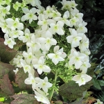 Hortensja dębolistna (Hydrangea  quercifolia) SNOWFLAKE 'Brido' - HGN