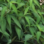 Hortensja piłkowana (Hydrangea serrata) 'Odoriko Amacha' - HGN