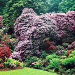 Kaskady kwitnących różaneczników (Rhododendron) - HGN