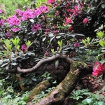 Kolekcja Narodowa rodzaju Rhododendron - HGN