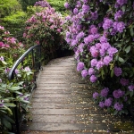 Kolekcja Narodowa rodzaju Rhododendron - HGN