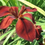 Kosaciec (Iris) 'Red Dazzler' z grupy Louisiana - HGN