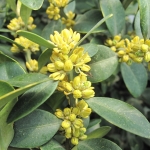 Kwitnący bukszpan zwyczajny (Buxus sempervirens) 'Latifolia'