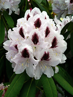 Różanecznik (Rhododendron) 'Calsap' - HGN 