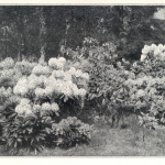 Wojsławice w maju, Gartenschönheit 1920 r.