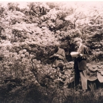 dr Tadeusz Szymanowski w trakcie inwentaryzacji drzew, ok. 1950 r.