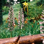 Akant długolistny (Acanthus balcanicus) - HGN