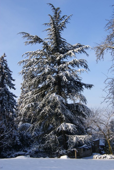 Zima w Arboretum w Wojsławicach 2014 r.
