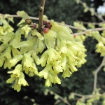 Corylopsis spicata  - Wojsławice, HGN 14.04.2009