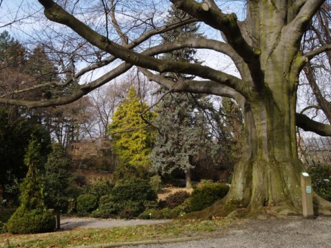 Buk z Arboretum – Europejskim Drzewem Roku 2024 !